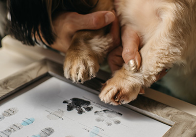 愛犬とのウエディングの画像